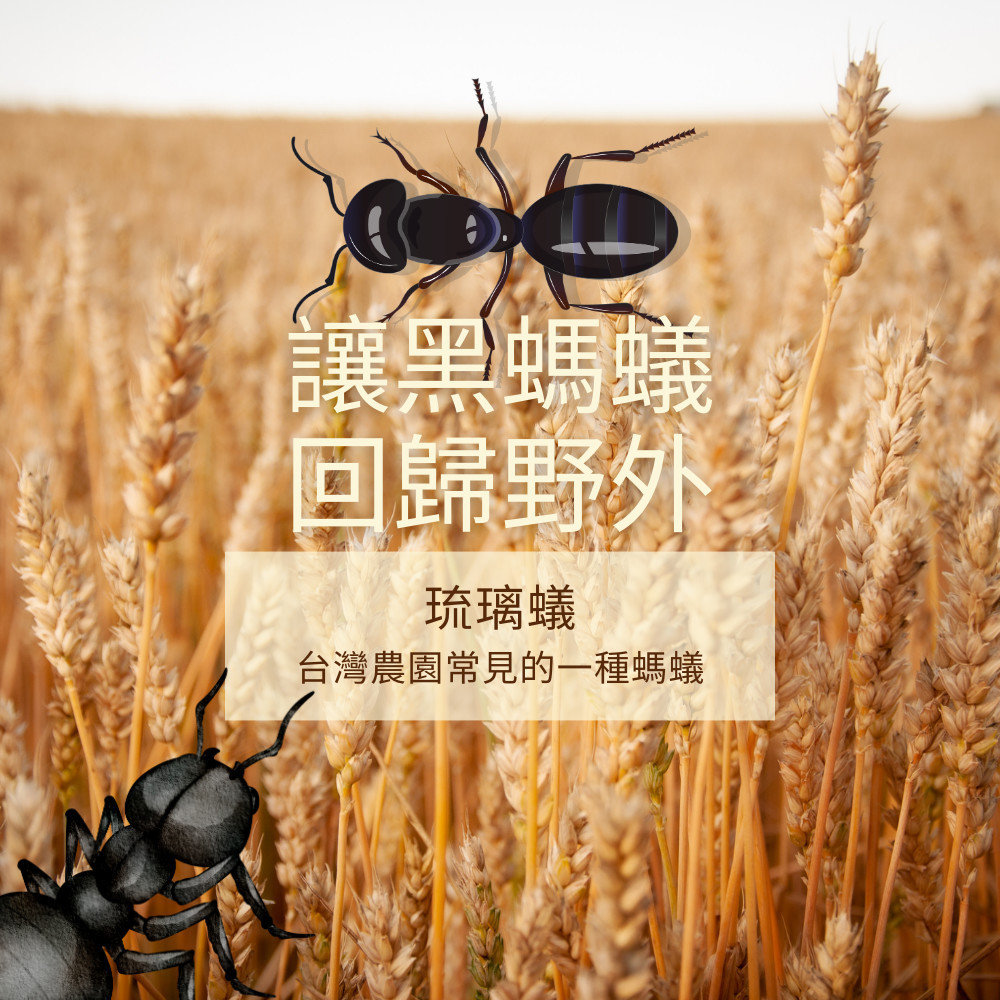 黑螞蟻，或稱琉璃蟻，原本是台灣農園中常見的一種螞蟻。然而，近年來因物流的發達，這種螞蟻也進入了居住環境，尤其在夏季和秋季時出現得更為猖獗，在屋內密密麻麻地出現，給人們帶來了極大的困擾。