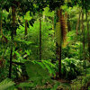 【英國冒險王】Simon Reeve揭開令人震驚的事實：雨林中跳蚤如何侵入皮膚中產卵 !!