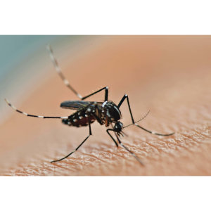 【除小黑蚊】台灣特有恐怖昆蟲，該如何預防小黑蚊襲擊 !