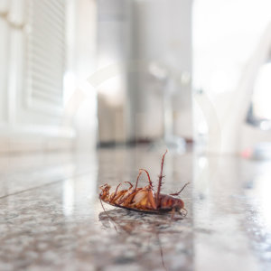 【除蟑螂】揭開美洲蟑螂的面紗：臺灣最常見蟑螂種類綜合指南 !