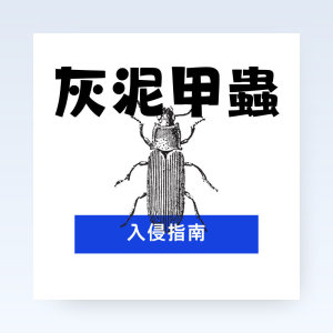 【除灰泥甲蟲】灰泥甲蟲入侵指南：征服三大挑戰