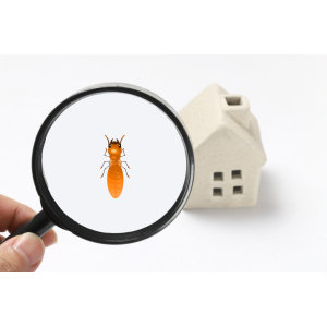 【除乾木白蟻】外來種白蟻對房屋的破壞迅速增加，有哪些預防措施 ?