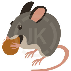 【除/滅鼠】戰勝老鼠：專業滅鼠專家的10 條抓老鼠建議 !