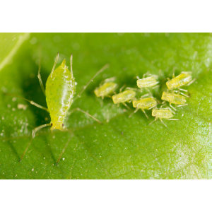 【除蚜蟲】綠色小蟲會毀了你的菜園，教你如何毀屍滅跡 !