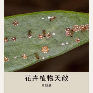 【防治項目 | 除介殼蟲】植物上出現許多毛絨的附著物，討厭的花卉植物天敵「介殼蟲」 !