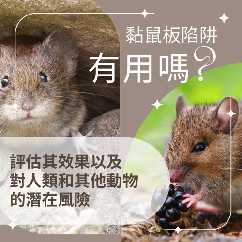 【黏鼠板】黏鼠板陷阱有用嗎 ? 評估其效果以及對人類和其他動物的潛在風險 !