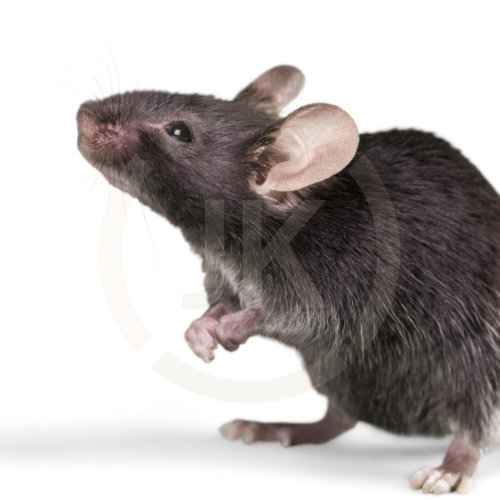 【除/滅鼠】滅鼠專家的秘訣：從預防到消滅的全方位滅鼠策略 !